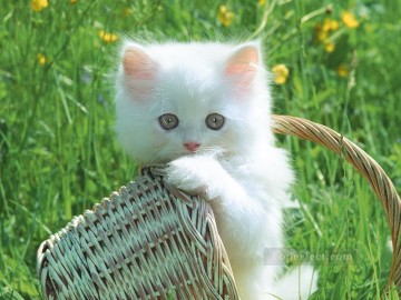 Cat Painting - white cat baby photo